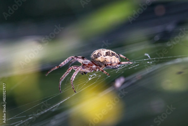 Fototapeta spider waiting for its prey