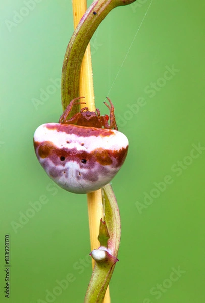 Fototapeta spider waiting for its prey