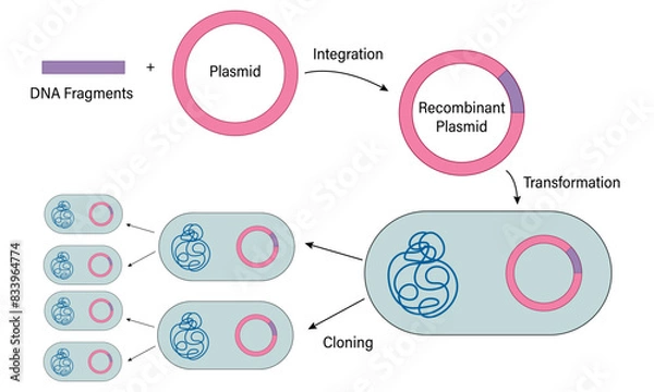 Fototapeta Illustration of Recombinant DNA Technology on White Background Demonstrating Genetic Engineering Techniques for Biotechnology.
