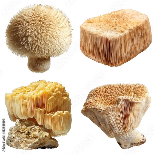Fototapeta Collection of Lion Mane Mushroom, isolated on transparent background