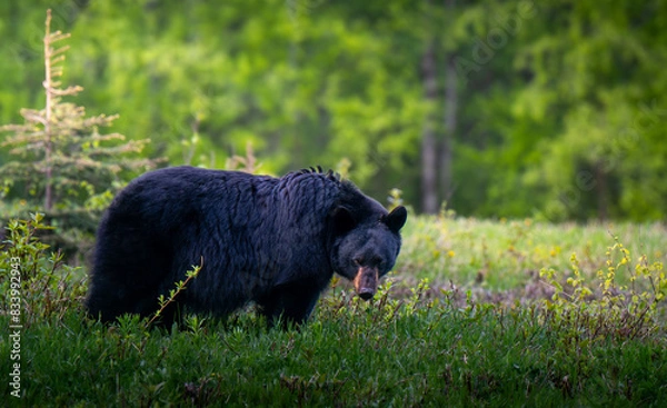 Obraz Mama Bear Stare