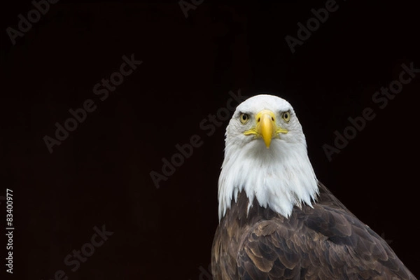 Fototapeta Bald Eagle isolated against bald background ideal for caption.