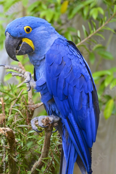 Obraz papuga ara hiacyntowa