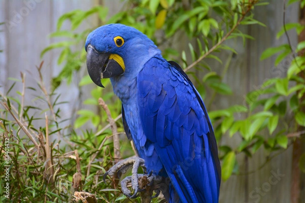 Obraz Ara hyacinthe papuga