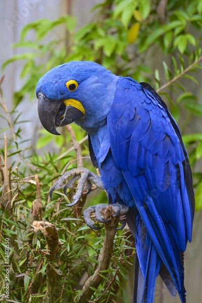 Obraz perroquet ara hyacinthe