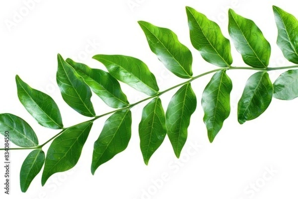 Fototapeta Long Leaves. Green and Abstract Plant Isolated on White Background