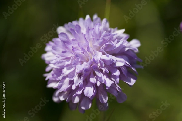Obraz Field Scabious