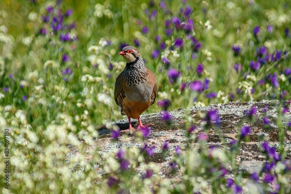 Obraz Red-legged Partridge surrounded by flowers.