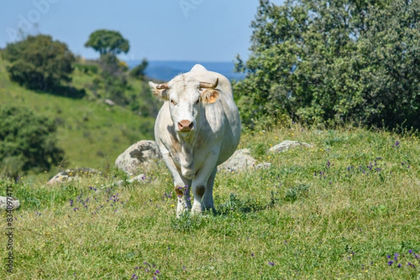 Obraz cow in the field