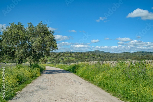 Obraz road in the countryside