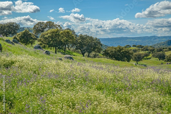 Obraz Spring flowers on rolling hillside.