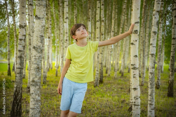 Fototapeta A young boy in a light green shirt gazes upward while holding onto a birch tree in a serene forest. The background features numerous birch trees, creating a peaceful and natural environment.