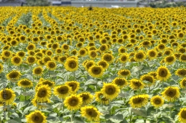 Fototapeta 向日葵