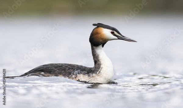 Obraz Great Crested Grebe