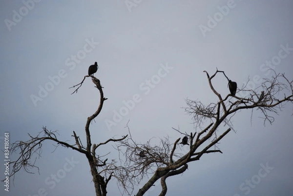Obraz Abyssinian Ibis