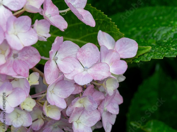Fototapeta 雨に濡れた赤紫色の紫陽花