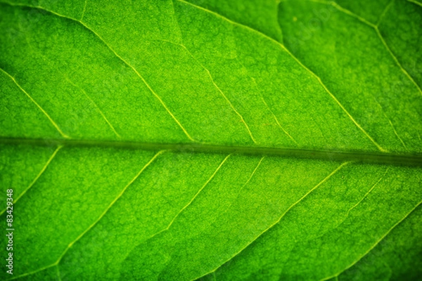 Obraz Close up of fresh green leaf with veins