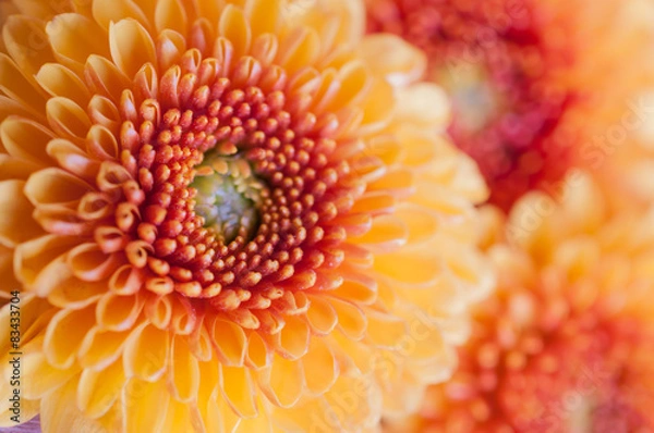 Obraz Orange-yellow Chrysanthemum flowers