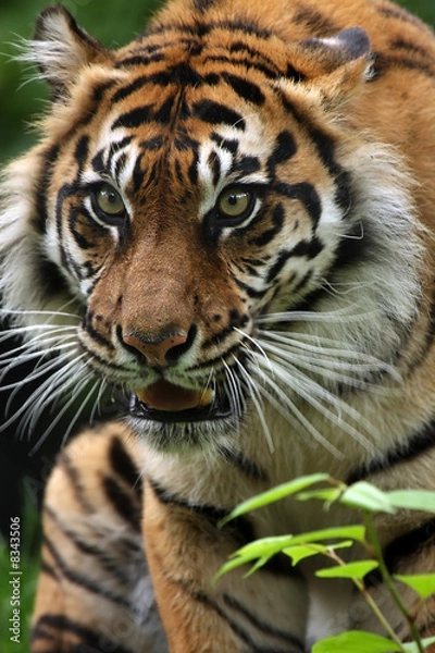 Obraz Stalking Tiger