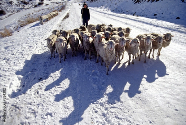 Obraz sheep group