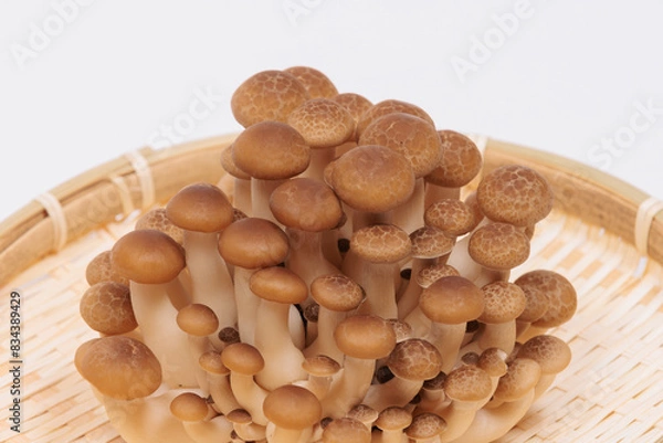 Obraz しめじ Shimeji muchroom