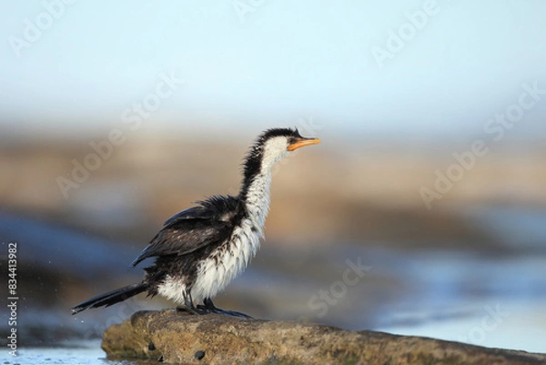 Obraz Little pied cormorant (Microcarbo melanoleucos) with ruffled feathers after shaking to dry off.