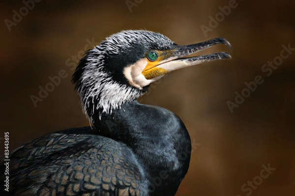 Obraz cormorant
