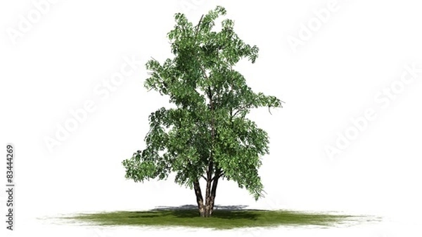 Obraz Klaster drzewa brzozy rzeki - odizolowany na białym tle