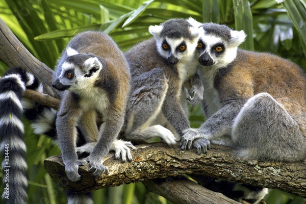 Obraz ring-tailed lemurs in zoo