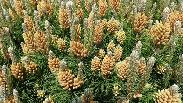 Obraz Nadelgehölz im Vorgarten