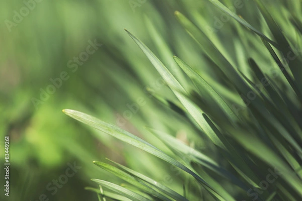 Fototapeta Green grass vegetation macro
