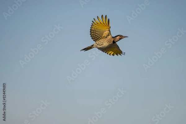 Obraz Northern Flicker