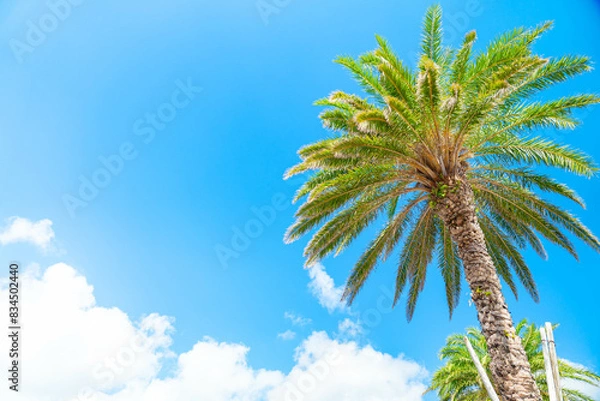 Obraz ヤシの木 沖縄の風景 南国 トロピカル 夏休み ゴールデンウィーク 長期休暇 バカンス 沖縄観光