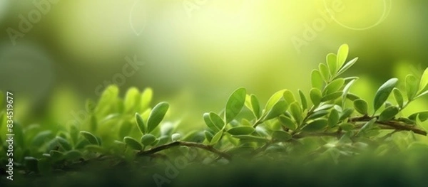 Fototapeta close up view of green leaves blur bokeh background
