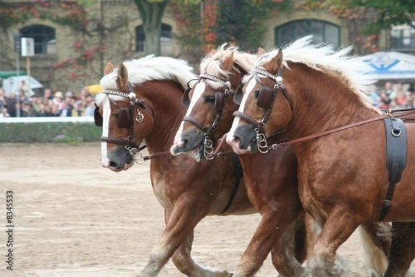 Fototapeta Kaltblüter