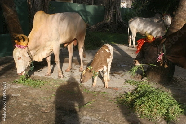 Fototapeta cow and calf