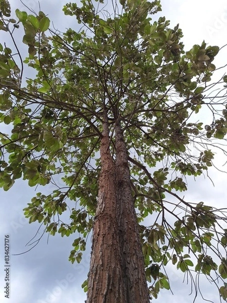 Fototapeta tree in the forest