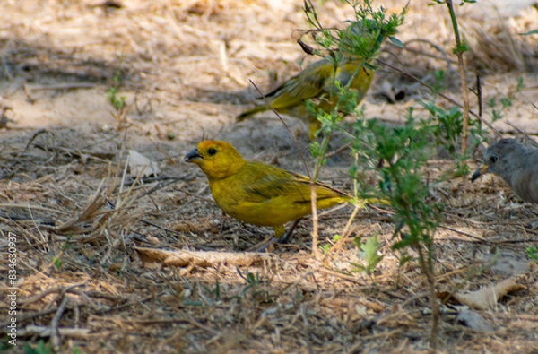 Obraz yellow billed hornbill