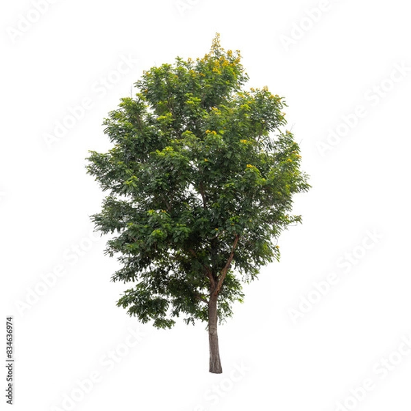 Obraz Isolated tree on white background
