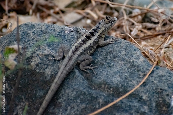 Obraz lizard on a rock