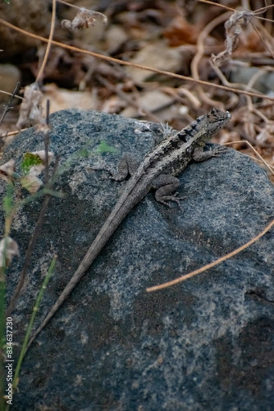 Obraz lizard on the stone
