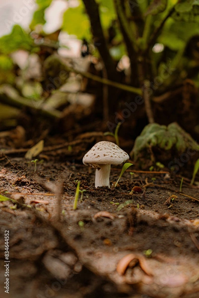 Obraz mushroom in the forest