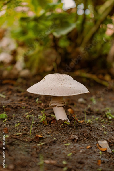 Obraz mushroom in the forest