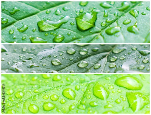Fototapeta A macro shot of wet leaves