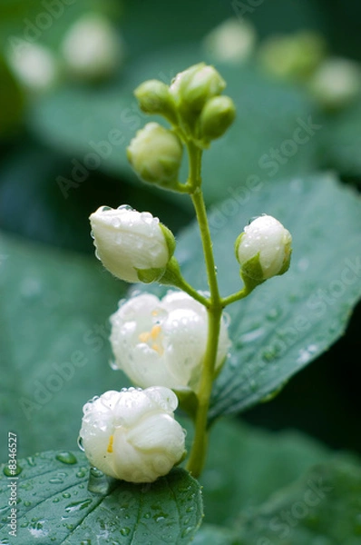 Obraz Flowers of jasmin after rain