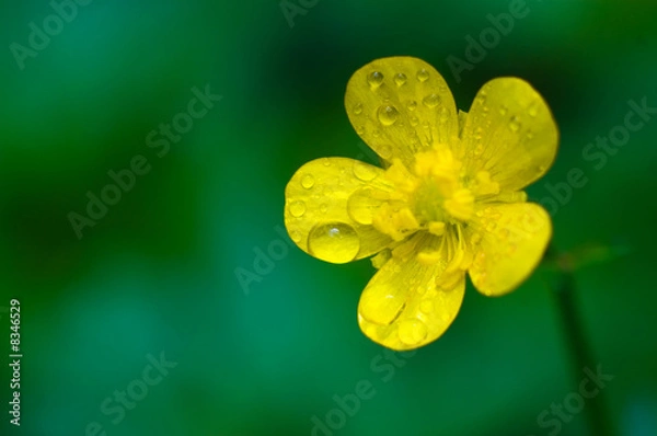 Fototapeta A macro shot of beautiful yellow buttercup