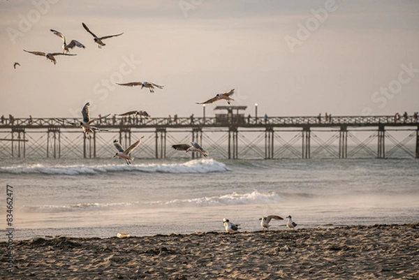 Obraz seagulls on the beach