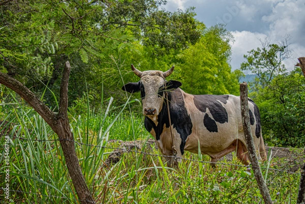 Obraz cow on a meadow