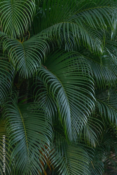 Fototapeta tropical plant leaf background