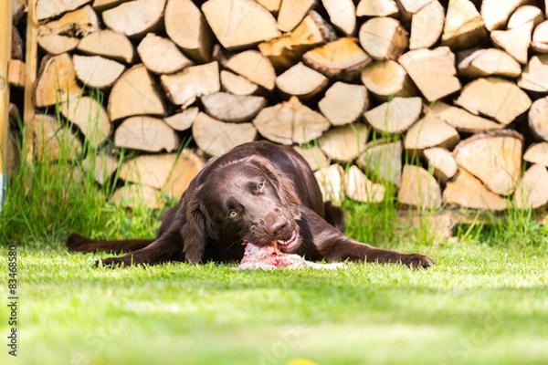 Obraz Hund isst Huhn